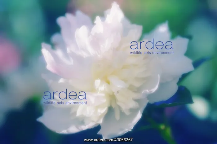: Peony, Paeonia lactiflora : Peony, Paeonia lactiflora