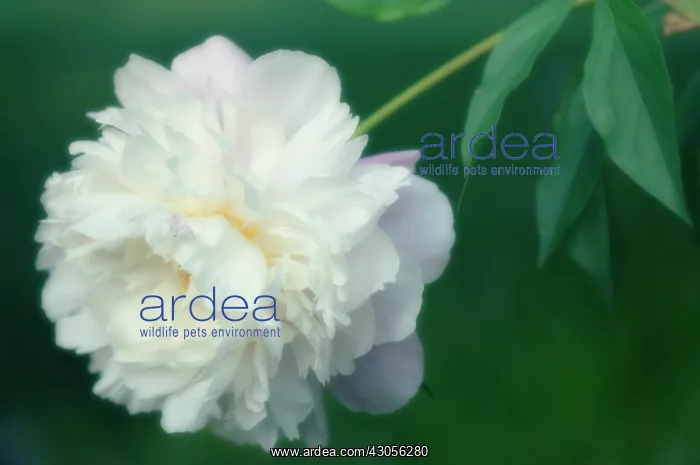 : Peony, Paeonia lactiflora : Peony, Paeonia lactiflora