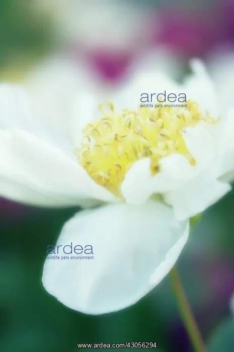 : Peony, Paeonia lactiflora : Peony, Paeonia lactiflora