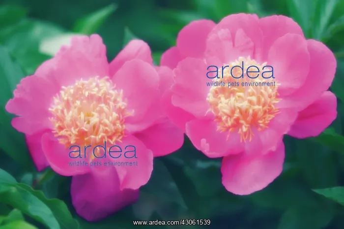  : Peony, Paeonia lactiflora