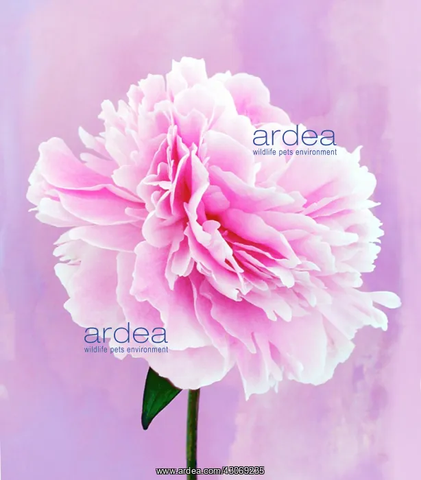 : Peony, Paeonia lactiflora : Peony, Paeonia lactiflora