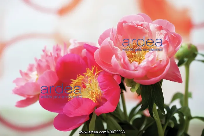 : Peony, Paeonia lactiflora : Peony, Paeonia lactiflora