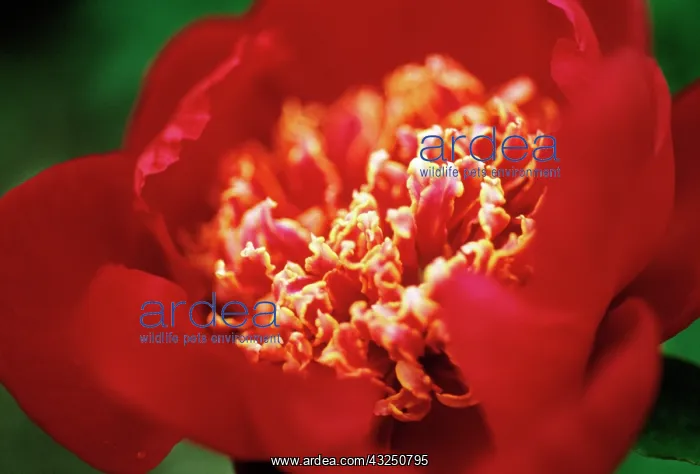 : Peony, Paeonia lactiflora Charm : Peony, Paeonia lactiflora Charm