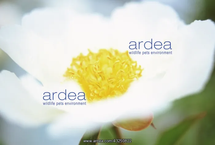 : Peony, Paeonia lactiflora Crinkled white : Peony, Paeonia lactiflora Crinkled white