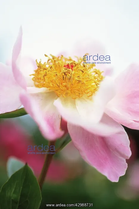 : Peony, Paeonia lactiflora Mischief : Peony, Paeonia lactiflora Mischief