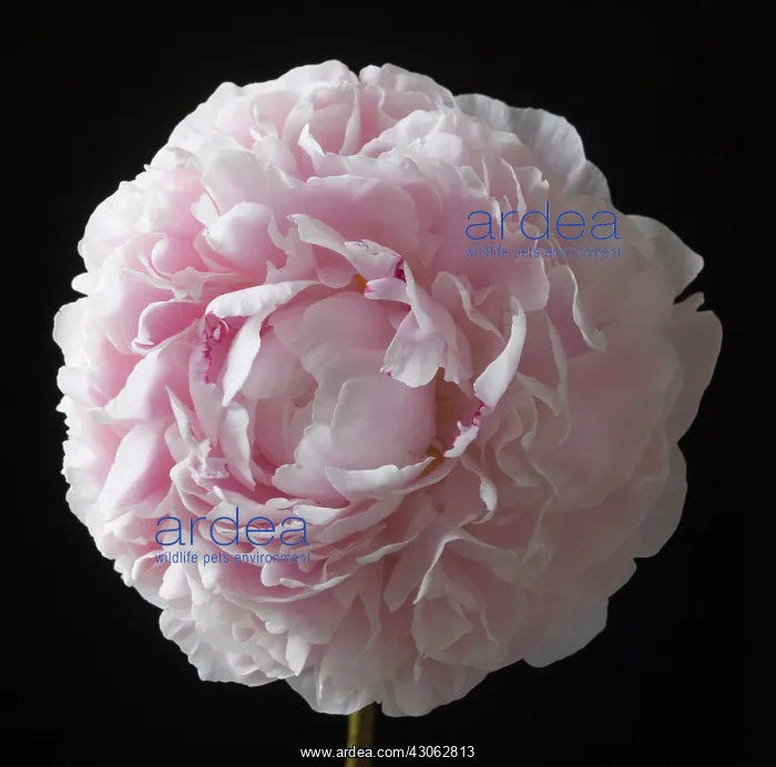: Peony, Paeonia lactiflora reine hortense : Peony, Paeonia lactiflora reine hortense