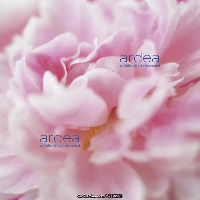 : Peony, Paeonia lactiflora Sarah Bernhardt : Peony, Paeonia lactiflora Sarah Bernhardt