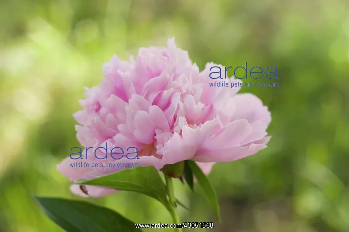 : Peony, Paeonia lactiflora Sarah Bernhardt : Peony, Paeonia lactiflora Sarah Bernhardt