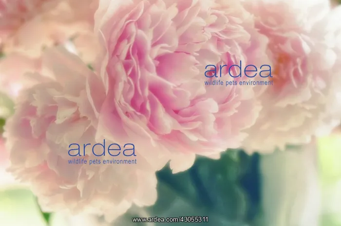 : Peony, Paeonia lactiflora Sarah Bernhardt : Peony, Paeonia lactiflora Sarah Bernhardt