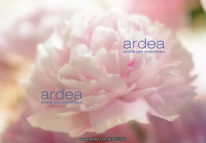  : Peony, Paeonia lactiflora Sarah Bernhardt