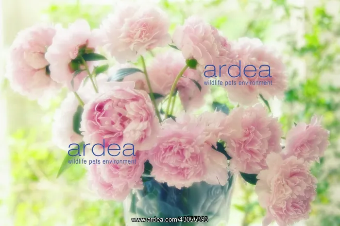 : Peony, Paeonia lactiflora Sarah Bernhardt : Peony, Paeonia lactiflora Sarah Bernhardt