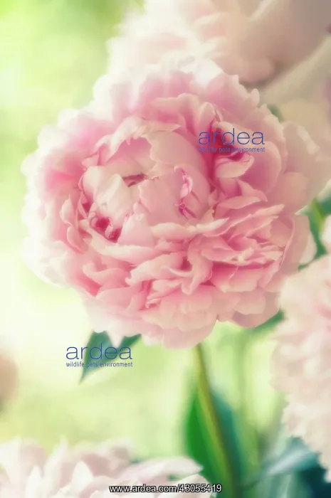 : Peony, Paeonia lactiflora Sarah Bernhardt : Peony, Paeonia lactiflora Sarah Bernhardt