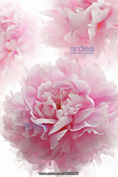 : Peony, Paeonia lactiflora Sarah Bernhardt : Peony, Paeonia lactiflora Sarah Bernhardt