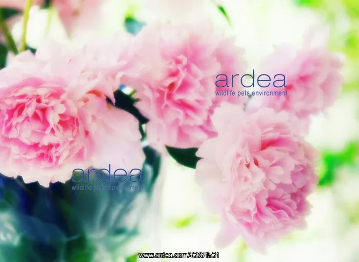 : Peony, Paeonia lactiflora Sarah Bernhardt : Peony, Paeonia lactiflora Sarah Bernhardt