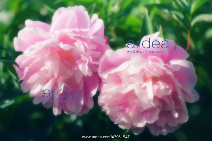 : Peony, Paeonia lactiflora Sarah Bernhardt : Peony, Paeonia lactiflora Sarah Bernhardt
