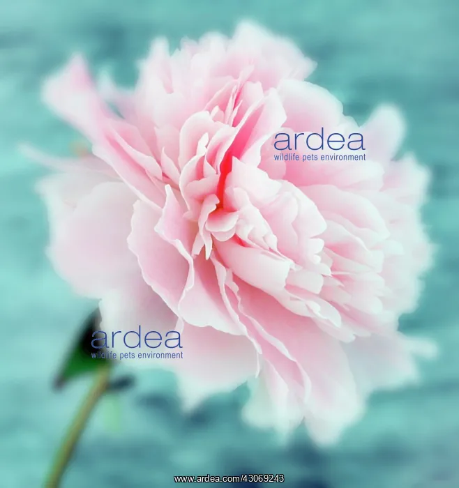 : Peony, Paeonia lactiflora Sarah Bernhardt : Peony, Paeonia lactiflora Sarah Bernhardt