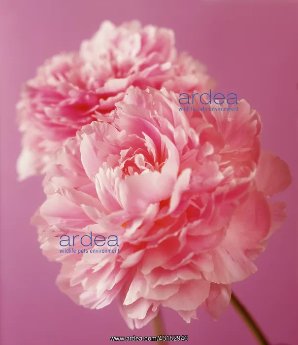  : Peony, Paeonia lactiflora Sarah Bernhardt, Two