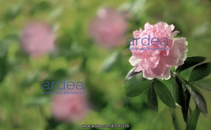 : Peony, Paeonia lactiflora Sarah Bernhardt, Side : Peony, Paeonia lactiflora Sarah Bernhardt, Side