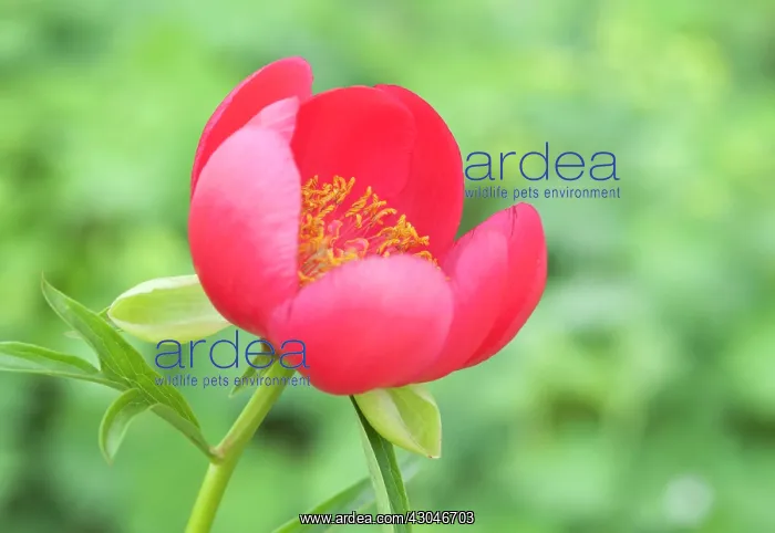 : Peony, Paeonia lobata Sunshine : Peony, Paeonia lobata Sunshine