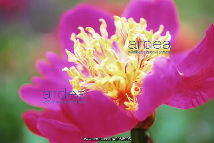 : Peony, Paeonia Her majesty : Peony, Paeonia Her majesty