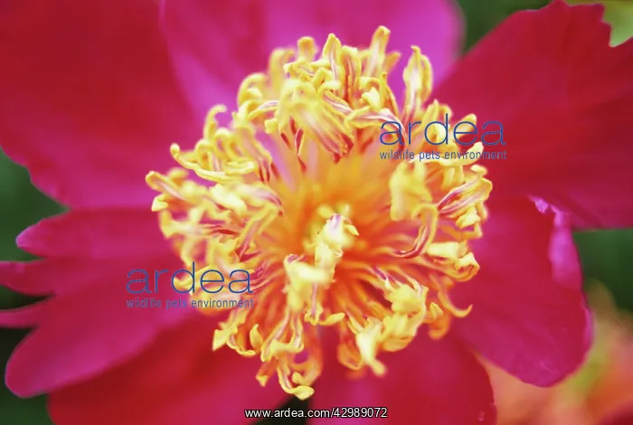 : Peony, Paeonia Her majesty : Peony, Paeonia Her majesty