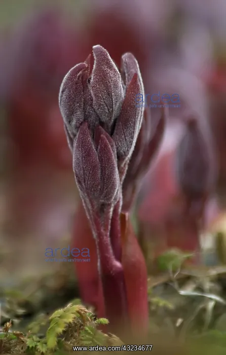: Peony, Paeonia mascula subsp russoi : Peony, Paeonia mascula subsp russoi