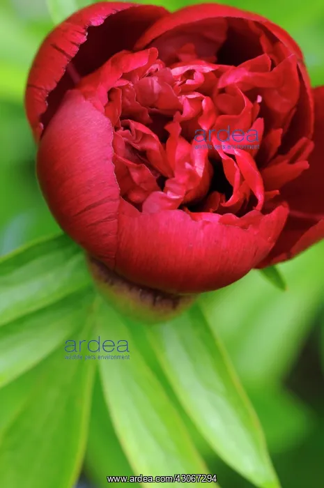 : Peony, Paeonia officinalis : Peony, Paeonia officinalis