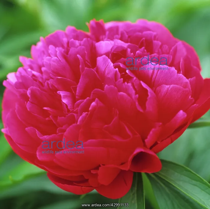 : Peony, Paeonia officinalis rubra plena : Peony, Paeonia officinalis rubra plena
