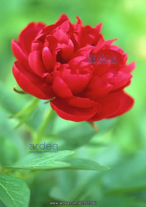 : Peony, Paeonia officinalis rubra plena : Peony, Paeonia officinalis rubra plena