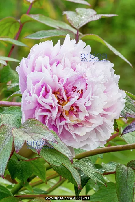 : Peony (Paeonia suffriticosa) Lambertiana Breeder : Peony (Paeonia suffriticosa) Lambertiana Breeder