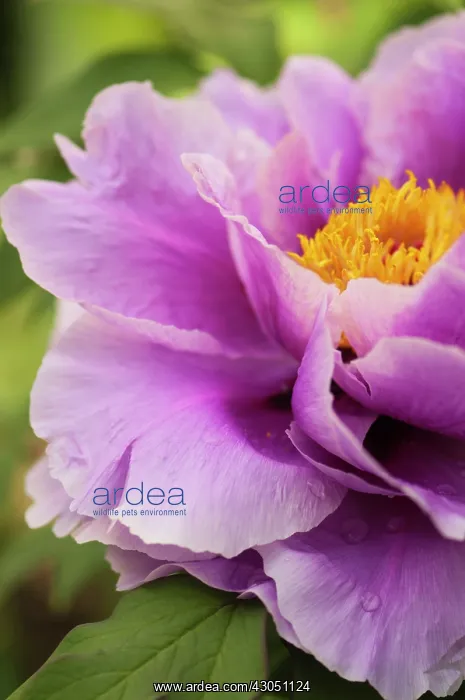 : Peony, Paeonia suffruticosa : Peony, Paeonia suffruticosa