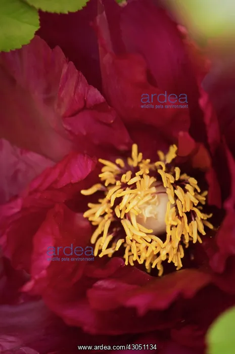 : Peony, Paeonia suffruticosa : Peony, Paeonia suffruticosa