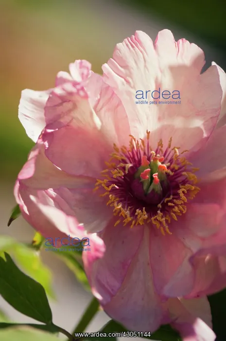 : Peony, Paeonia suffruticosa : Peony, Paeonia suffruticosa