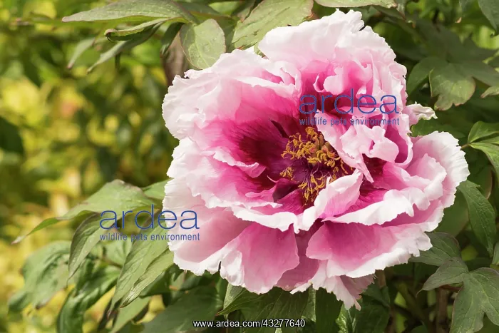 : Peony, Paeonia suffruticosa, Pink subject : Peony, Paeonia suffruticosa, Pink subject