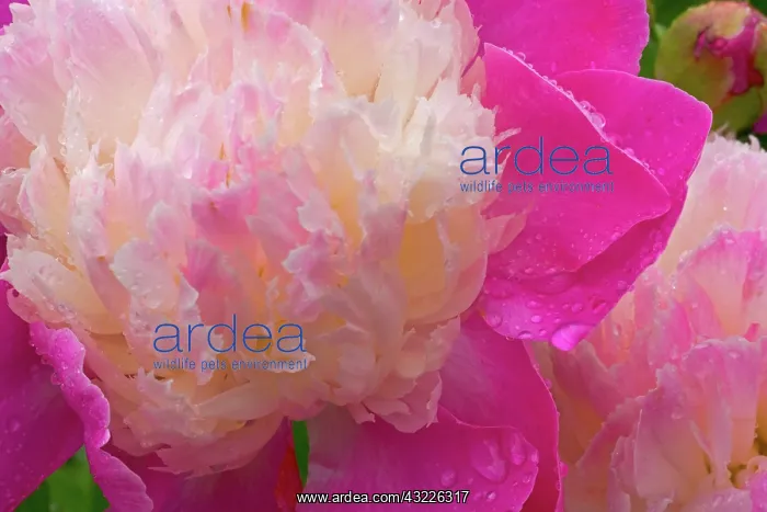 : Peony with raindrops - Olympic Pennisula : Peony with raindrops - Olympic Pennisula