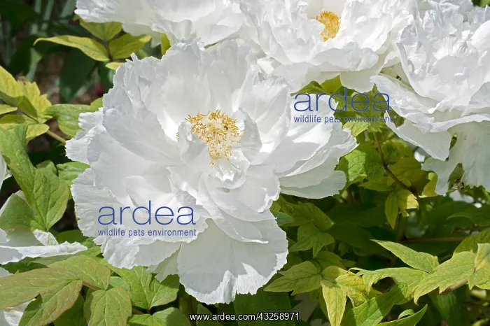 : Peony Shimane Renkaku in bloom in a garden : Peony Shimane Renkaku in bloom in a garden