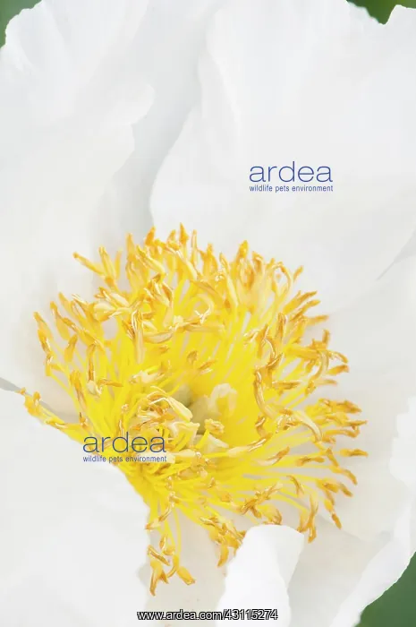 : Peony Whitleyi Major, Paeonia lactiflora Whitleyi : Peony Whitleyi Major, Paeonia lactiflora Whitleyi