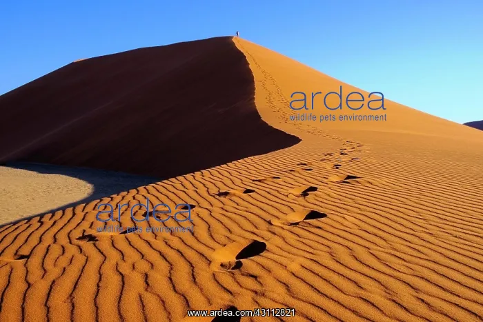 : People climb the Dune 45, Sossusvlei, Namibia, Africa : People climb the Dune 45, Sossusvlei, Namibia, Africa