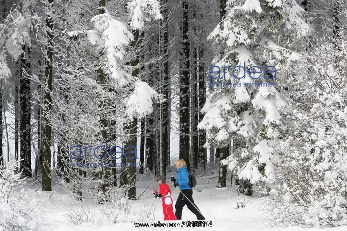 : People cross-country skiing in snowy forest : People cross-country skiing in snowy forest