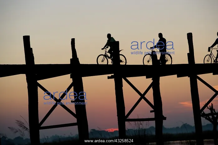: People cycling through U Bein's Bridge leading : People cycling through U Bein's Bridge leading