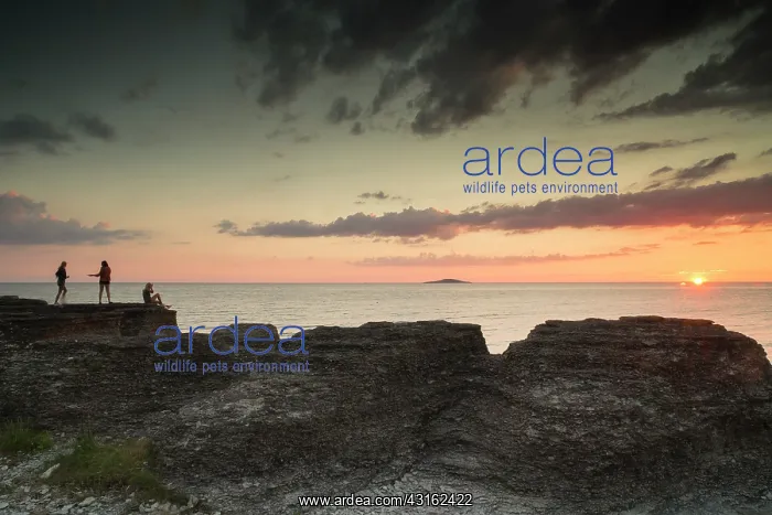 : People enjoying the sunset on the limestone seastacks : People enjoying the sunset on the limestone seastacks