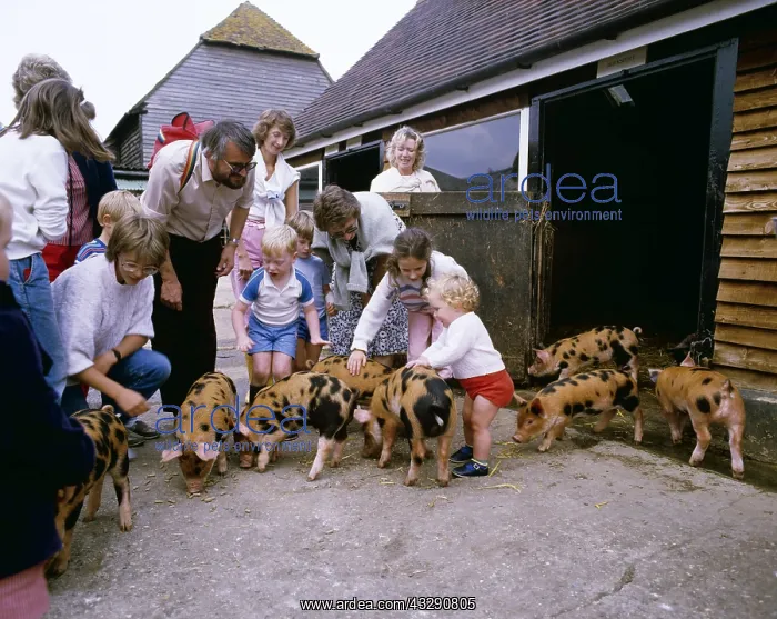 : PEOPLE ON FARM VISIT - with piglets : PEOPLE ON FARM VISIT - with piglets