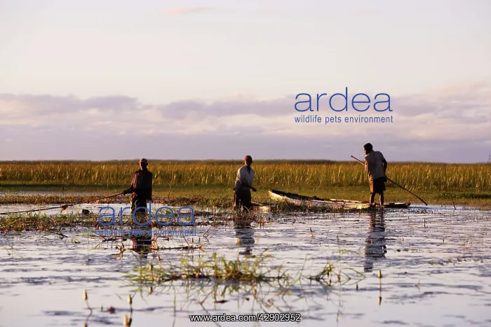 : People - fishing with nets in Bangweuleu Marsh : People - fishing with nets in Bangweuleu Marsh