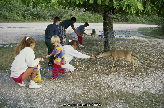 : People Illegally Feeding Key Deer : People Illegally Feeding Key Deer