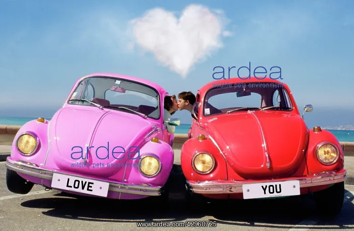 : People - man & woman kissing in beetle cars. just : People - man & woman kissing in beetle cars. just