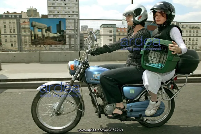 : PEOPLE - on motorcycle, transporting Cat in box : PEOPLE - on motorcycle, transporting Cat in box