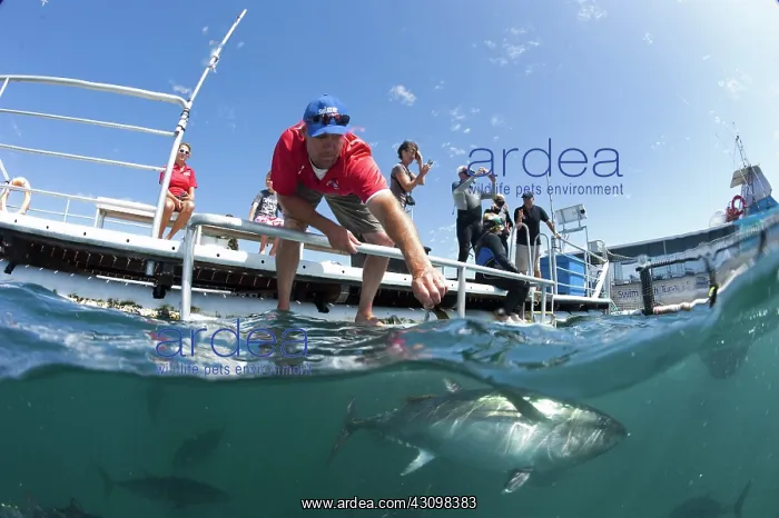 : People observing Southern Bluefin Tuna : People observing Southern Bluefin Tuna