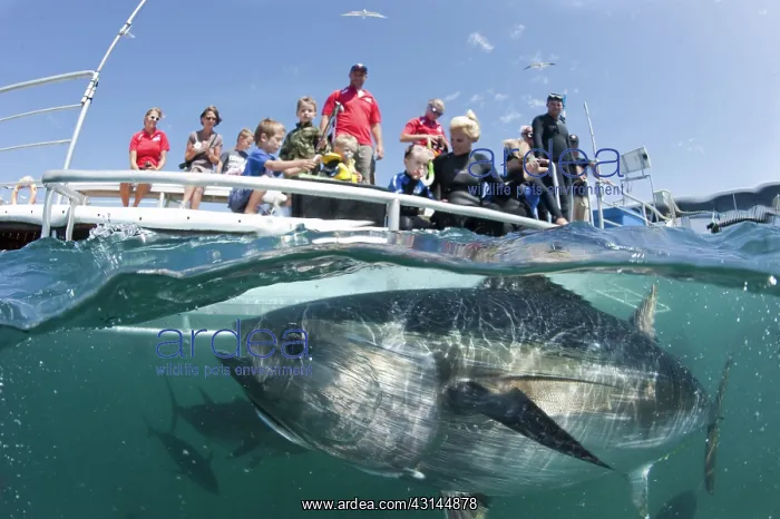 : People observing Southern Bluefin Tuna : People observing Southern Bluefin Tuna
