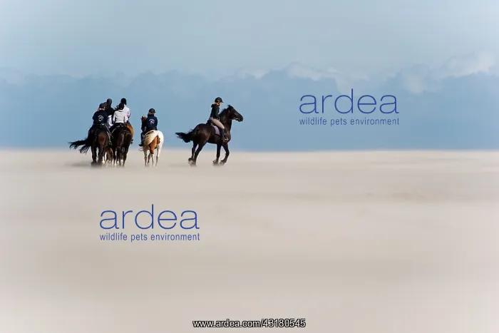 : People riding horseback on beach : People riding horseback on beach