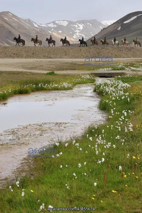 : Horse. People riding horseback on Icelandic Horse (Equus caballus) in vulcanic landscape : Horse. People riding horseback on Icelandic Horse (Equus caballus) in vulcanic landscape